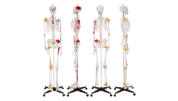 Human Anatomical Skeleton Life Size Model