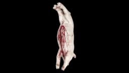 Bloody Slashed Pig Carcass Prop 105cm