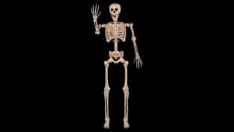 Halloween Posable Life Size Skeleton 5.6 FT 