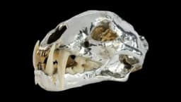 Leopard Skull Centrepiece - Silver-Tone