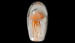 Medusa Paperweight - Orange/Clear