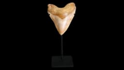 Megalodon Shark Tooth - 5.95"