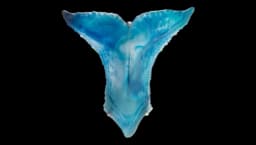 Whale Wall Lamp - Blue
