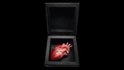 Human Heart Replica In a Box Valentines Day Gift