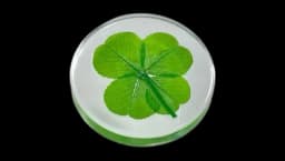 Real Four Leaf Clover Good Luck Pocket Token
