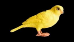 Canary Clutch in Yellow