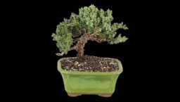 Live Green Mound Juniper Bonsai Tree