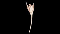 Flower Brooch - Cameo Pink
