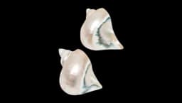 Shell Napkin Rings Set Of 2