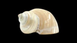 Polished Green Turban Shell