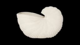 Shell Pot - White