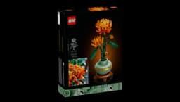 Chrysanthemum - 10368